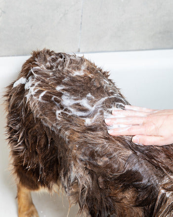How often should you bathe your dog?